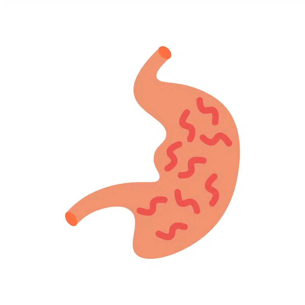 Stomach Digestion